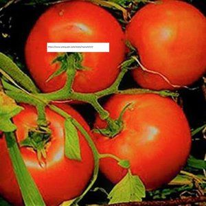 Marglobe Supreme Tomato Seeds - Vegetable Seeds - BOGO